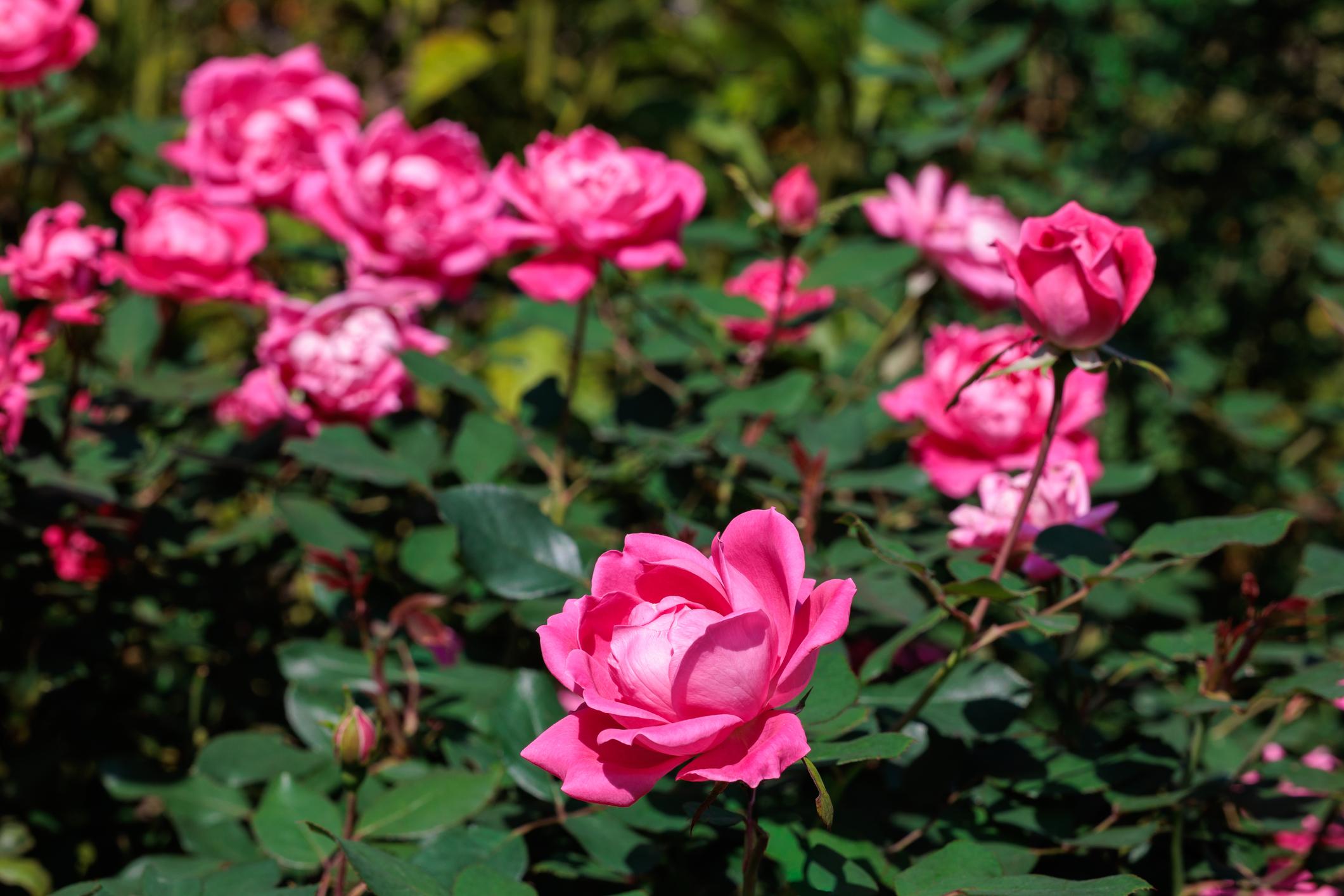 Pink Knock Out® Rose (Rosa 'Radcon')