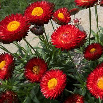 Strawflower Granvia Crimson 1 Gal