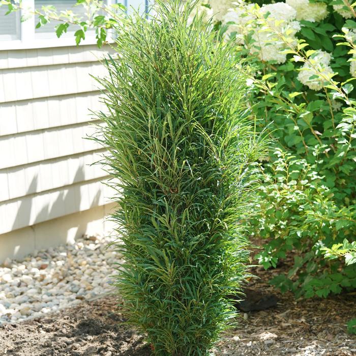 Indian Hawthorn Clean Sweep Snowbank 3 Gal
