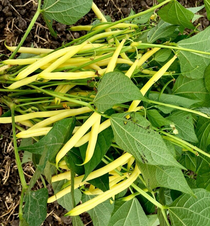 2x Dwarf Yellow French Bean 'Bergold' Plug Plants – Stringless & Early