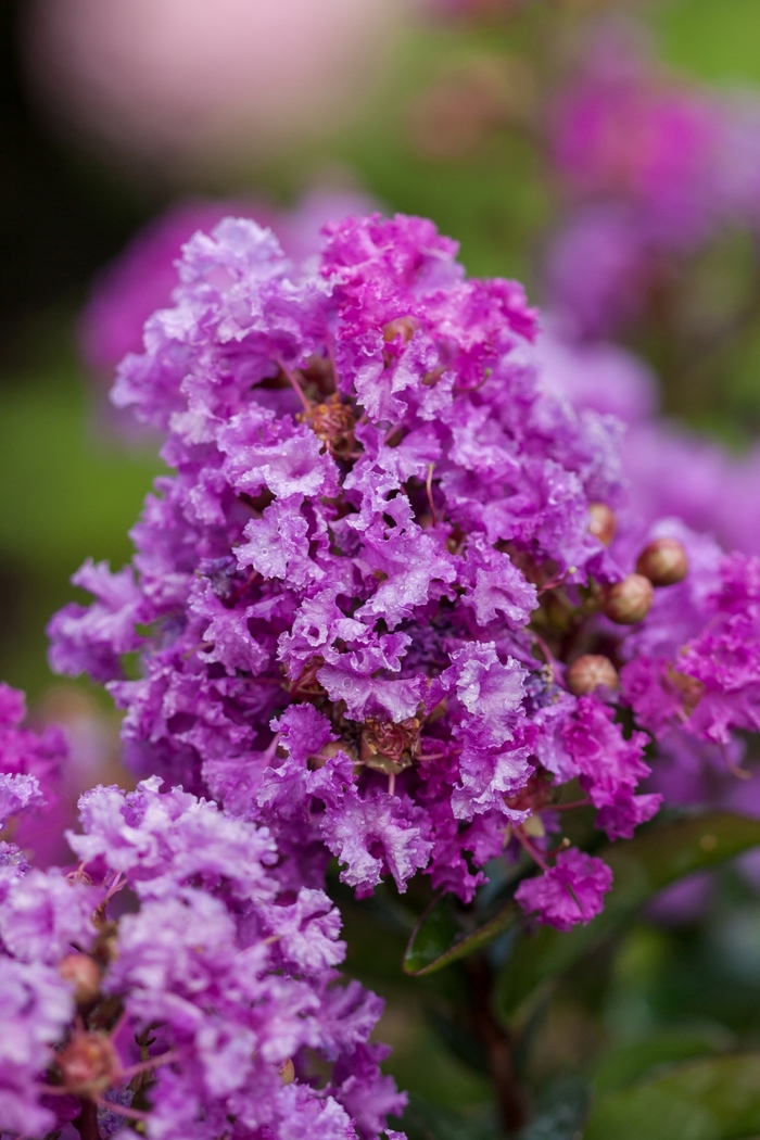 Crape Myrtle Red Magic 3 Gal