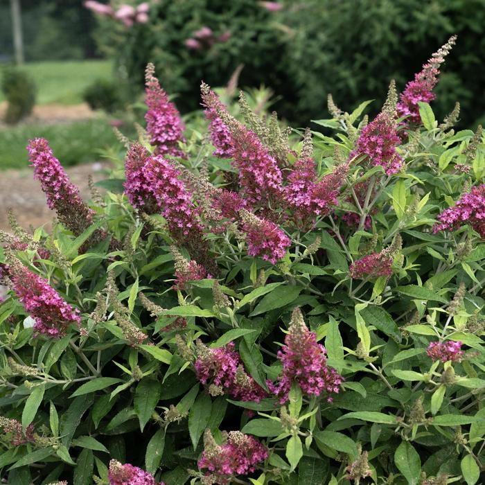 Butterfly Bush Dapper White 2 Gal