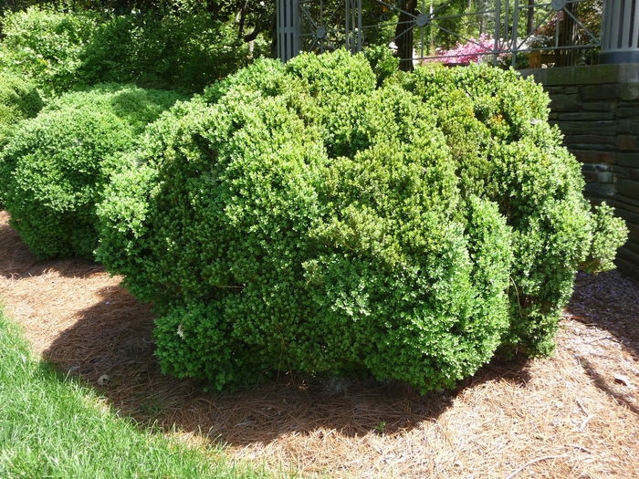 Boxwood Highlander 15 Gal