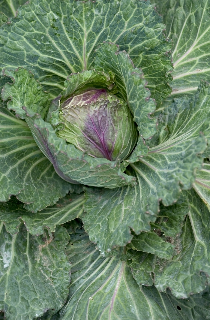 Kale Quarts