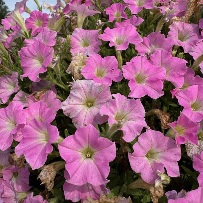 Petunia Vista Plum Veined Quart PW
