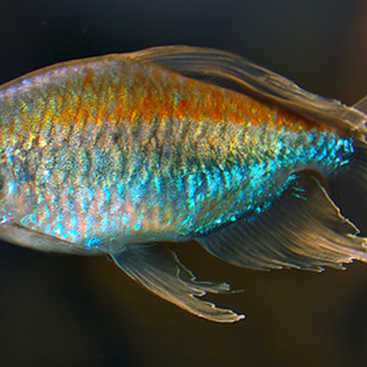 Congo Tetra