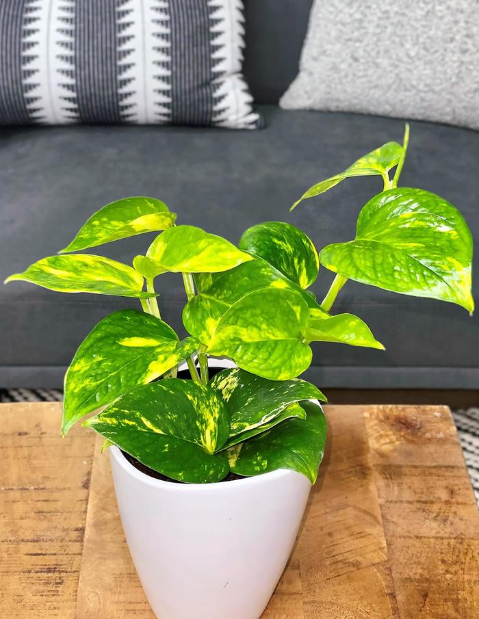 Pothos Cebu Blue 4" HB