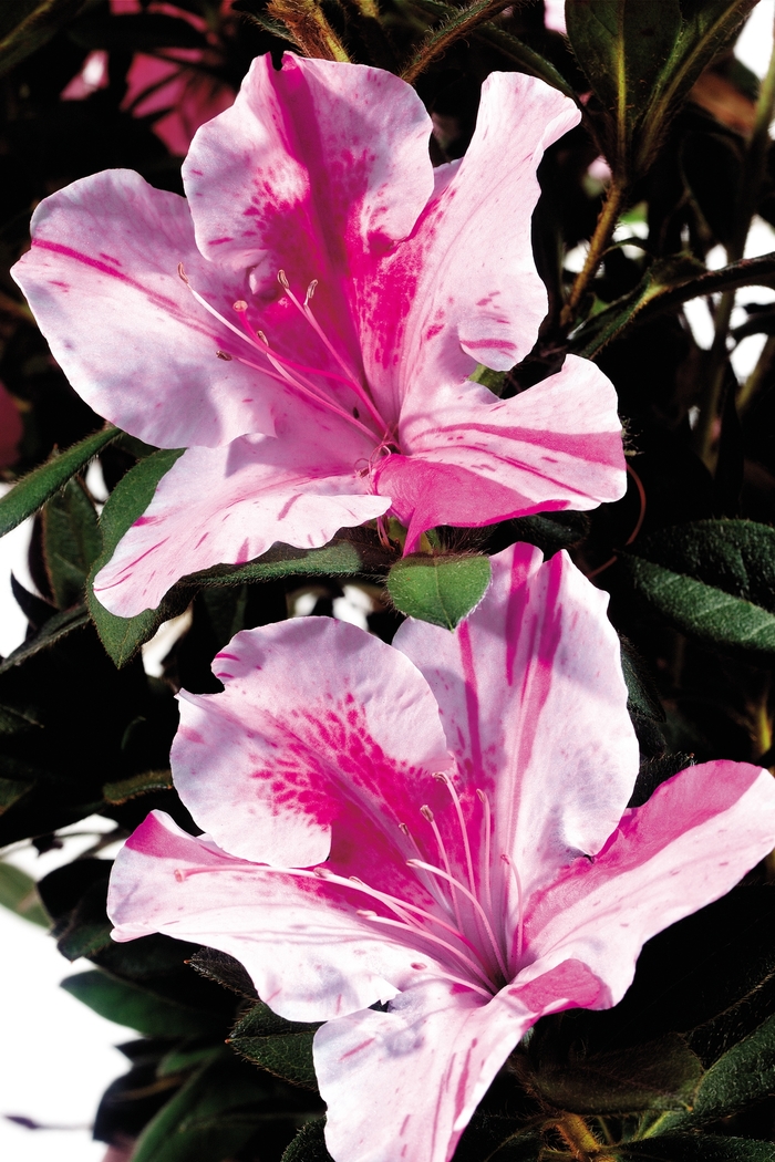 Azalea Ever After Blush 3 Gal