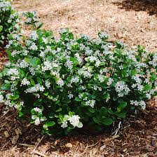 Low Scape Mound Chokeberry (Aronia), 3 gallon