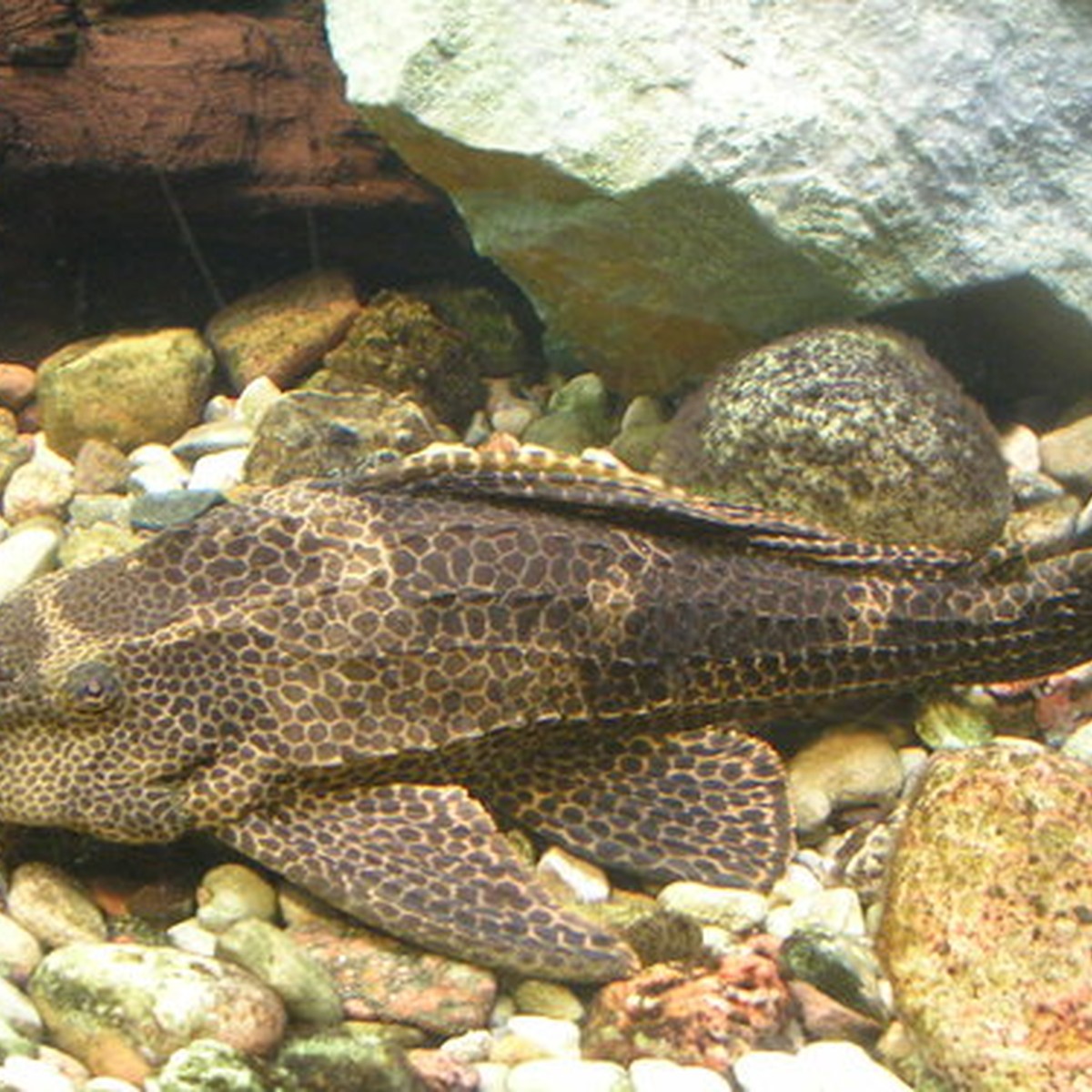Sailfin Pleco