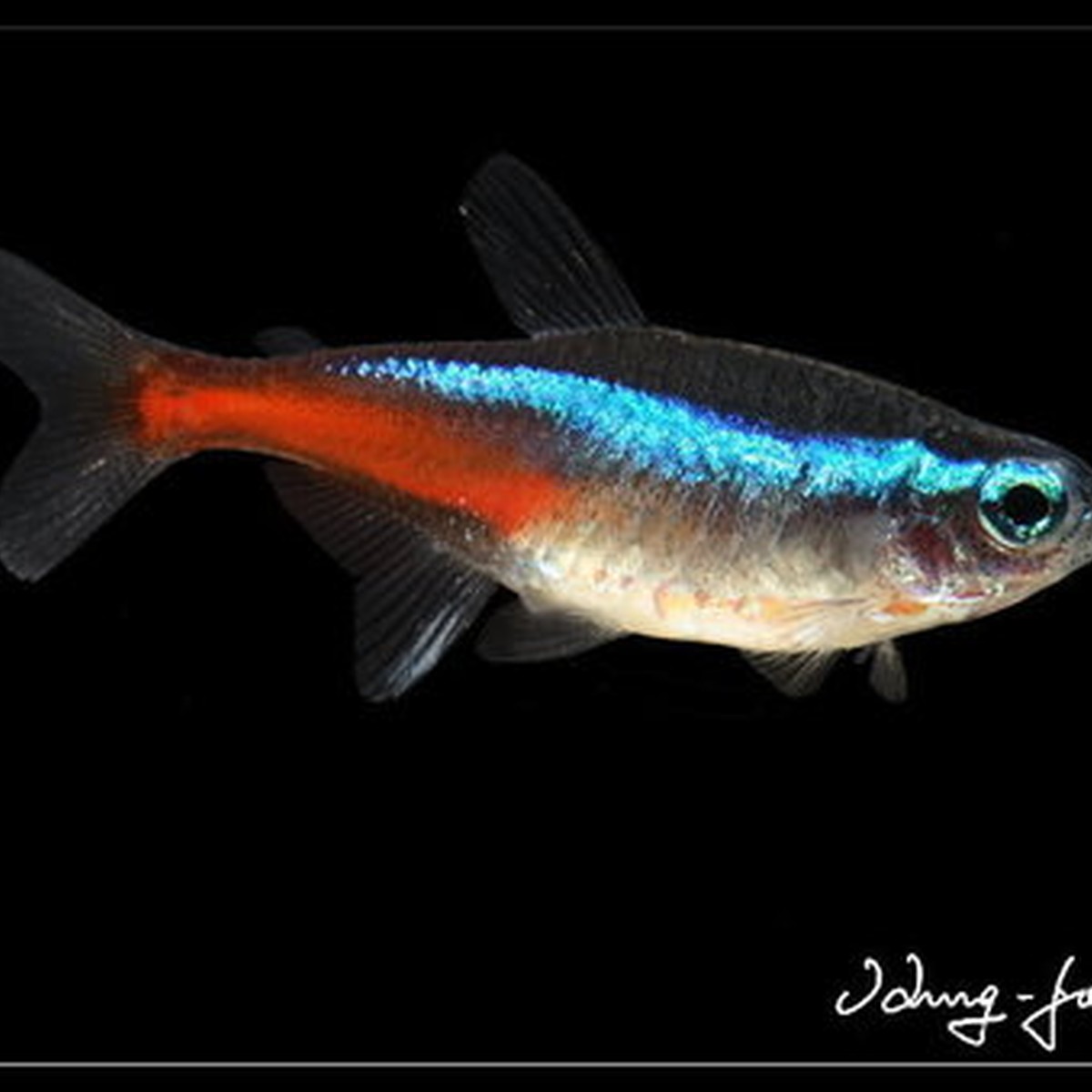 Blue Tetra