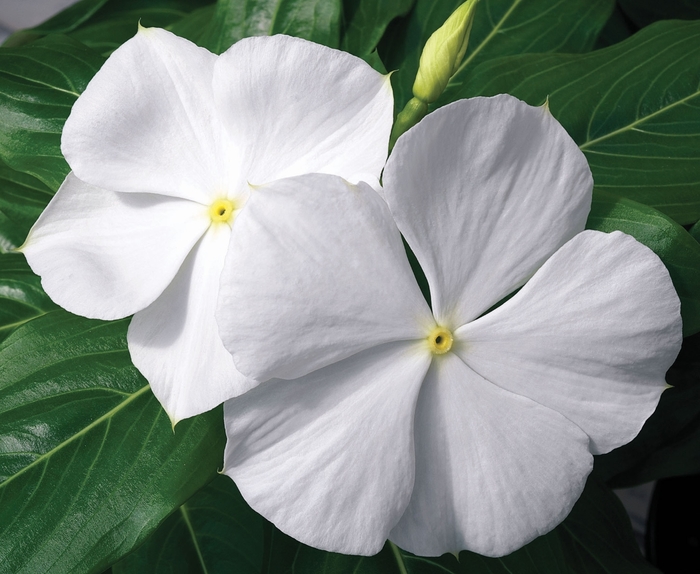 Vinca Cora Cascade White Quart