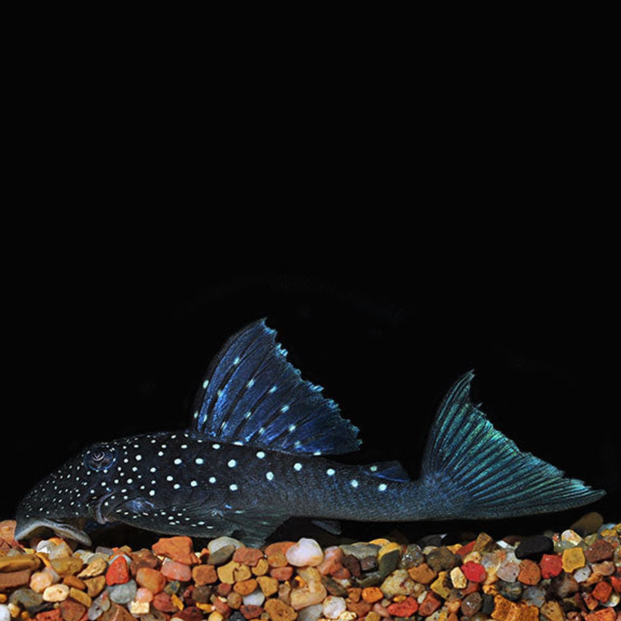 Blue Phantom Pleco L 128