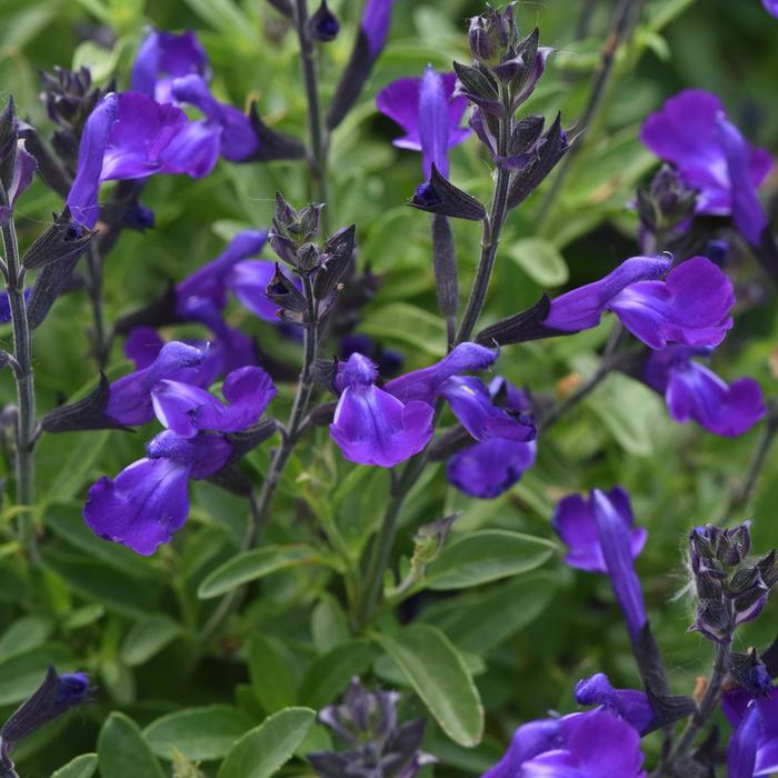 Salvia Greggii Mirage Burgundy 1 Gal