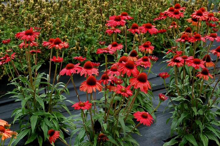 Coneflower Pow Wow White 3 Gal