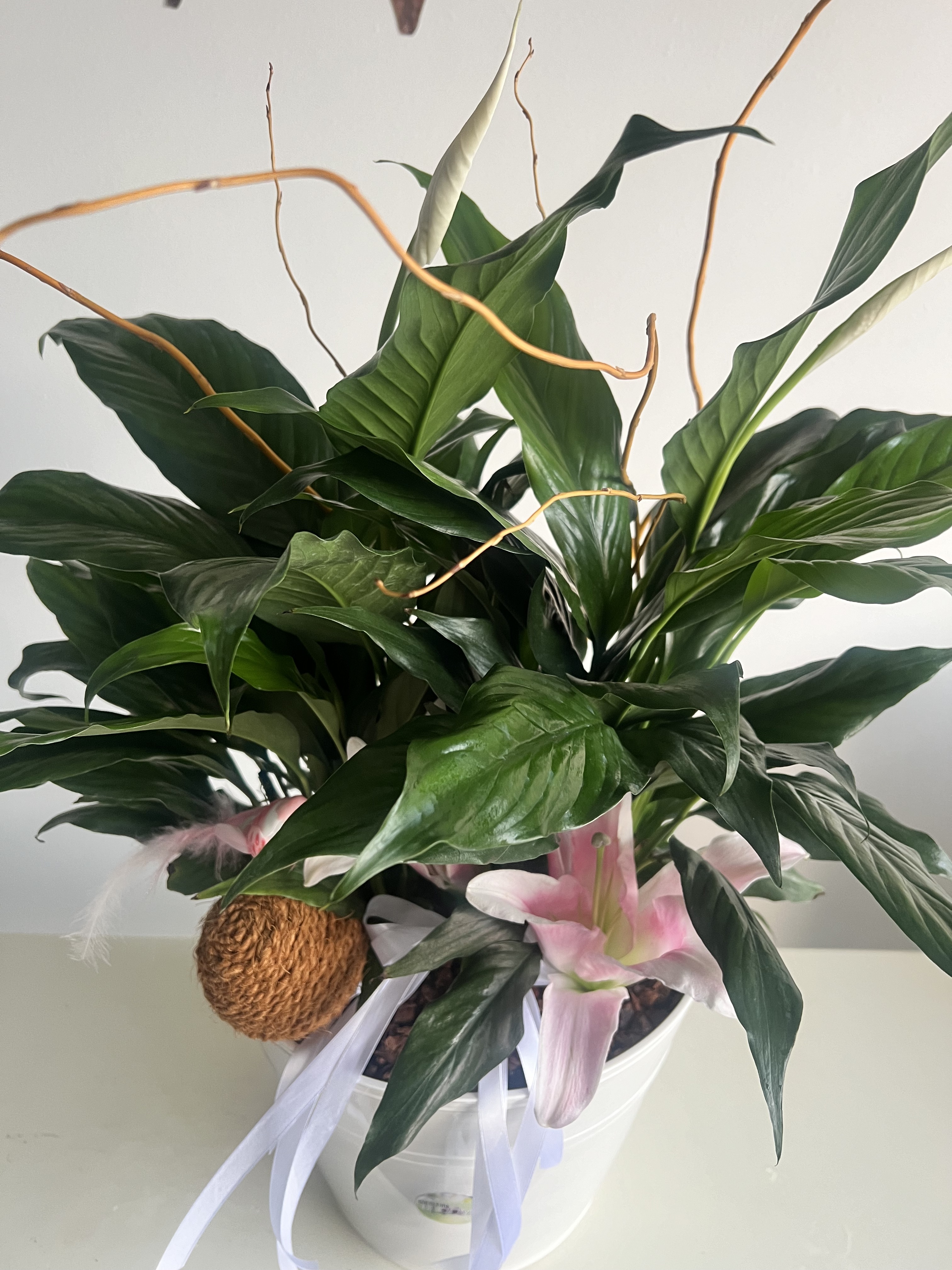 Peace Lilly Blooming Plant - in Destin, FL thumbnail 3