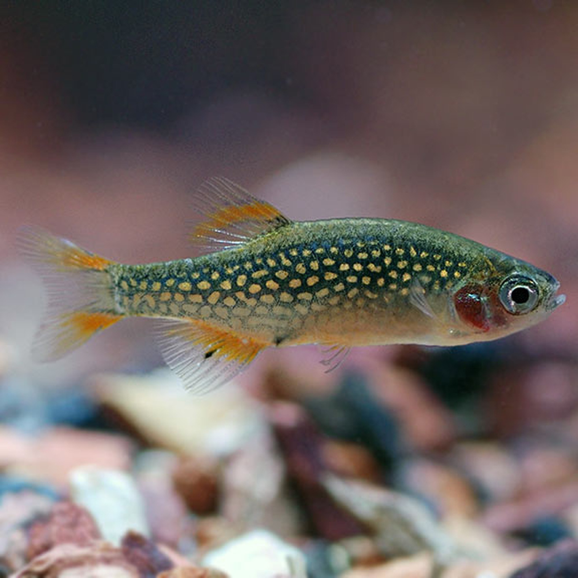 Celestial Pearl Danio (photo 2 of 2)