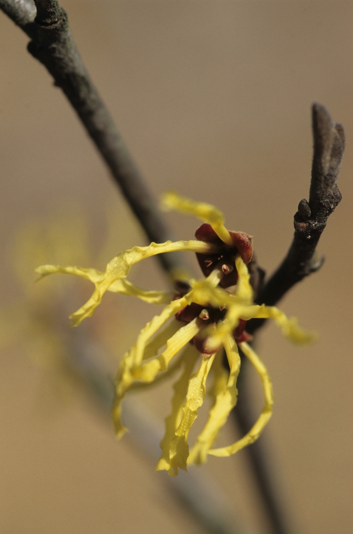 Firebush 1 Gal