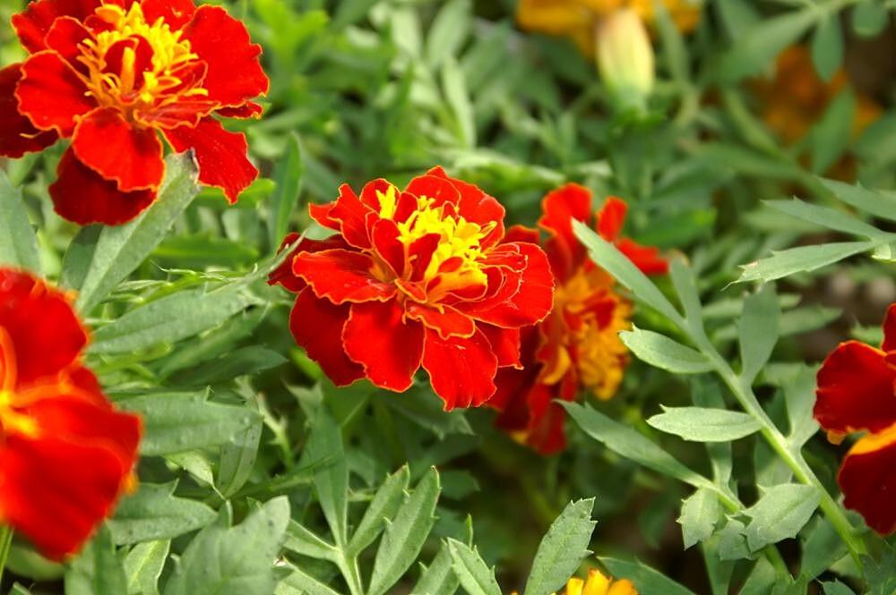 Dwarf French Marigold - Plug Plants x 2 - Edible Flower - Great For Pollinators