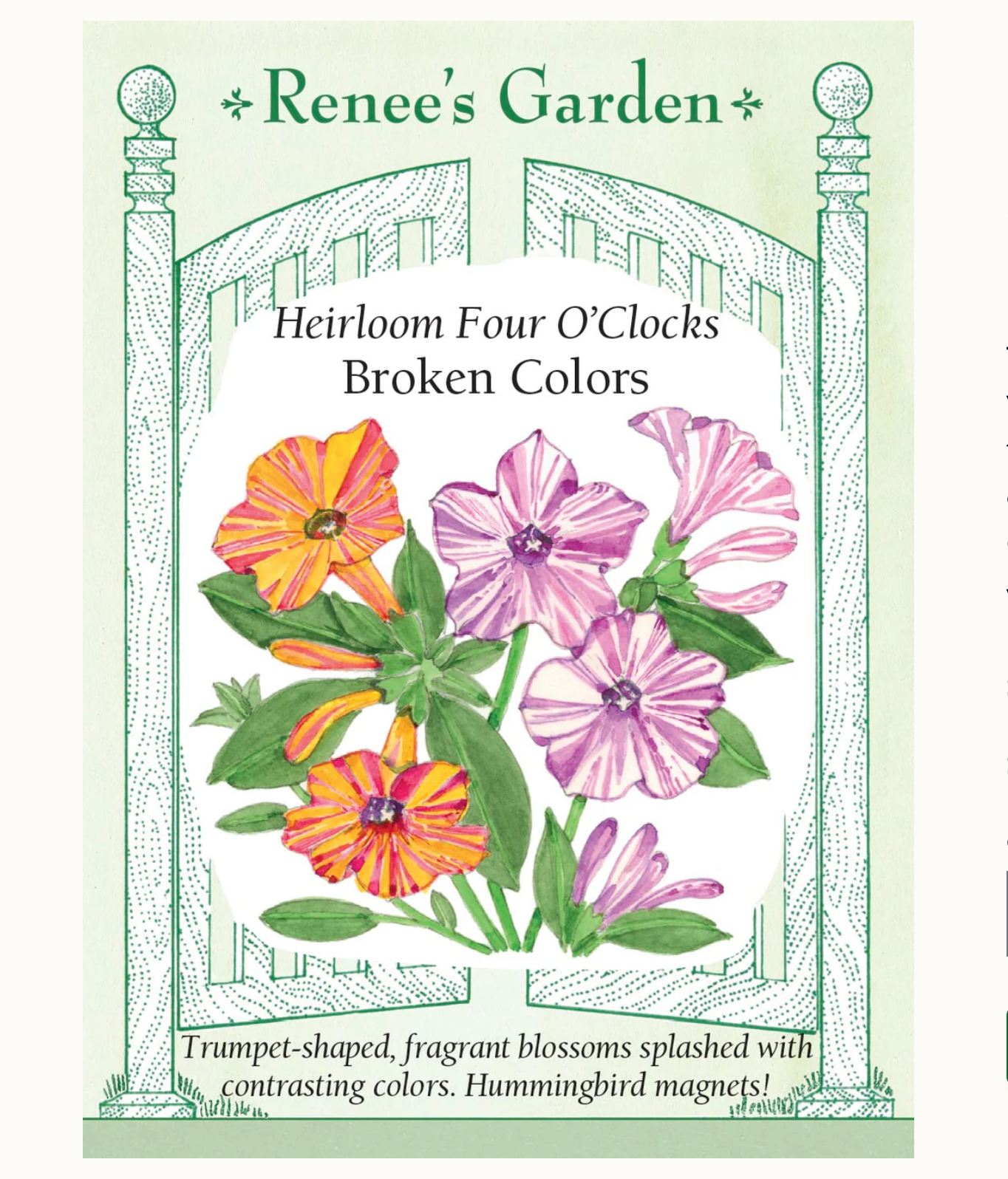 Renee's Garden | Heirloom Four O'Clocks Broken Colors