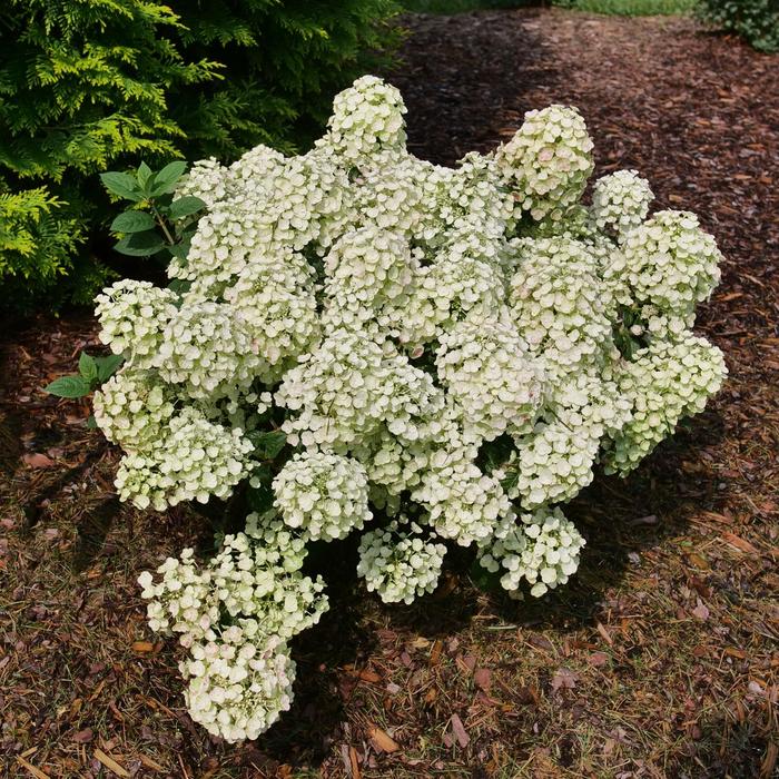 Hydrangea Torch 3 Gal