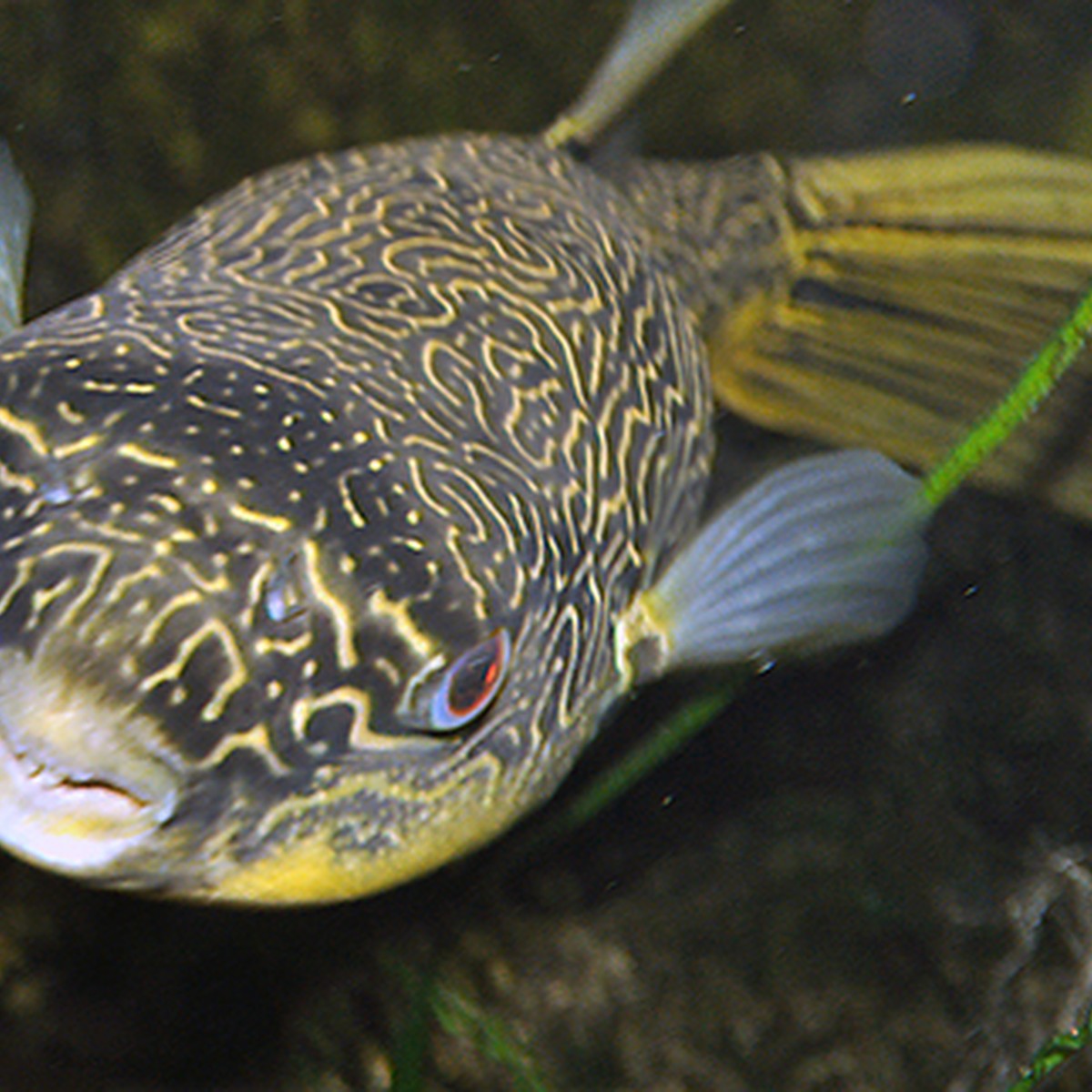 Mbu Pufferfish