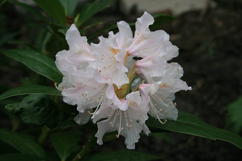 Rhododendron catawbiense 'Cunningham's White'