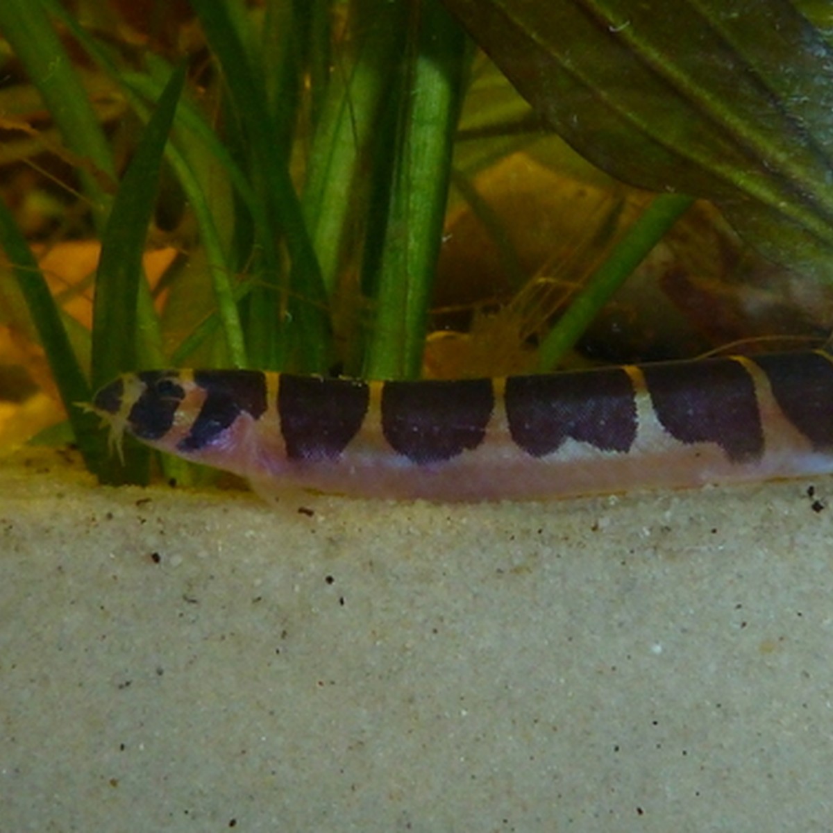Banded Kuhli Loach