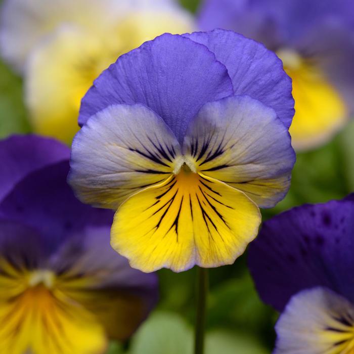 Pansy Cool Wave Pastel Mix Quart