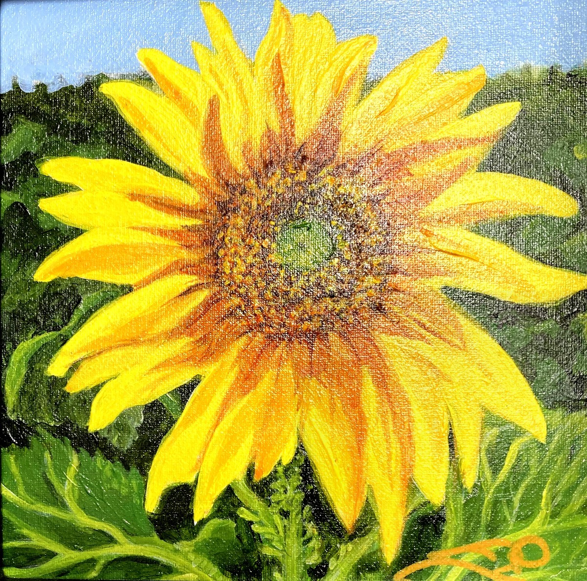 Sunflower I