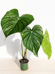 Philodendron 'Peltatum', 6"