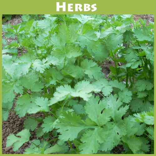Cilantro