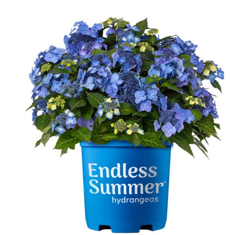 Endless Summer Pop Star Hydrangea, 3 gallon