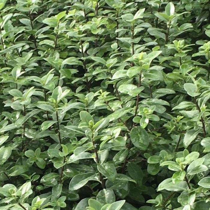 Pittosporum Cream de Mint 15 Gal