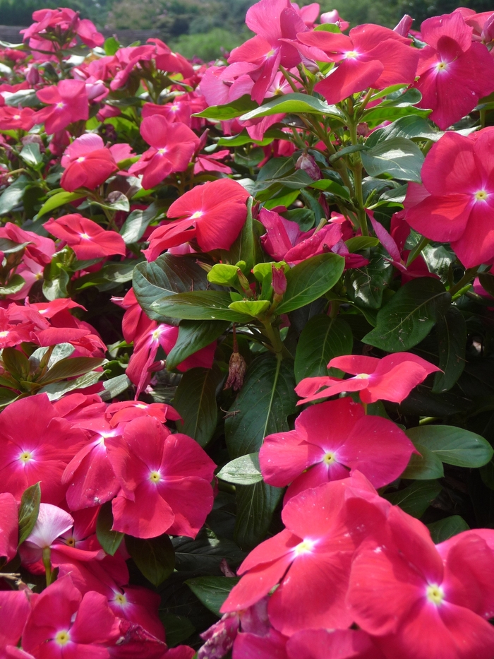 Vinca Nirvana XDR Blue Halo 1 Gal
