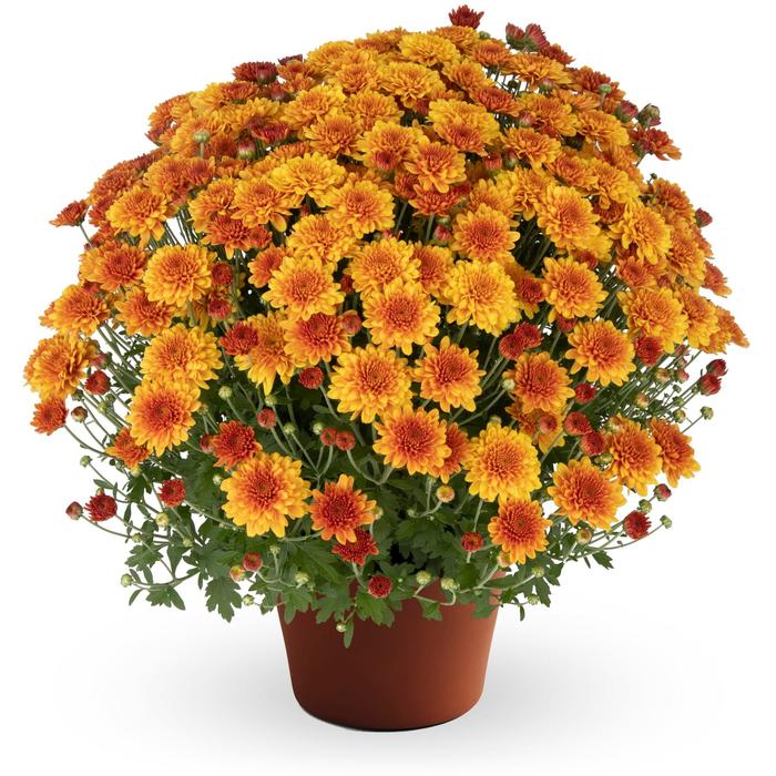 Mum Zuma Orange 8"