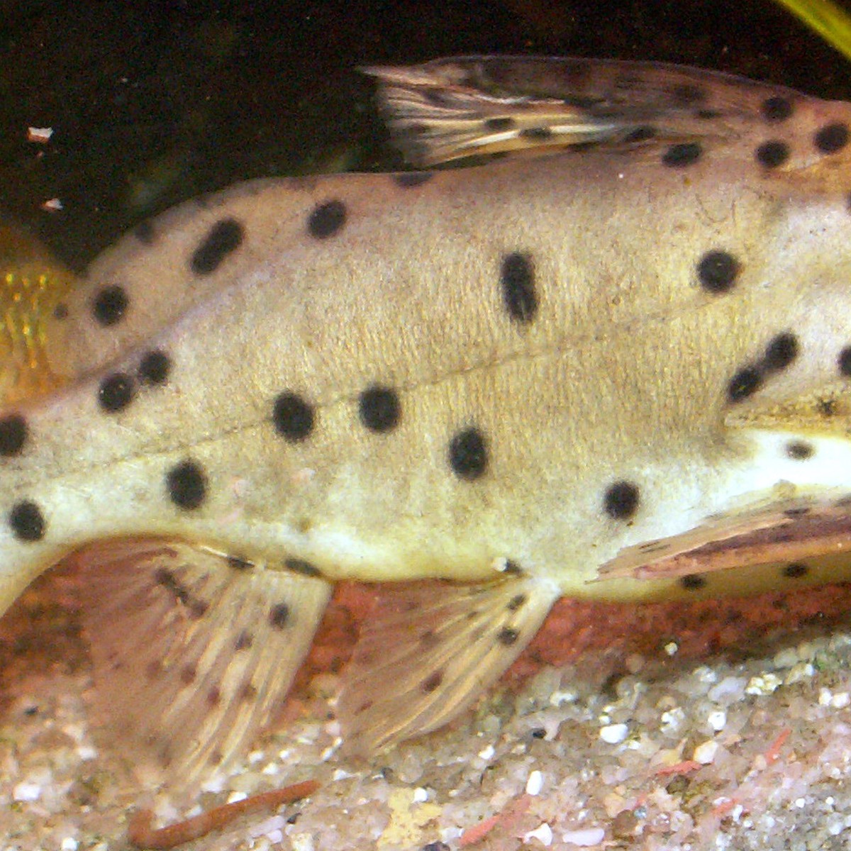 Synodontis Decorus Catfish