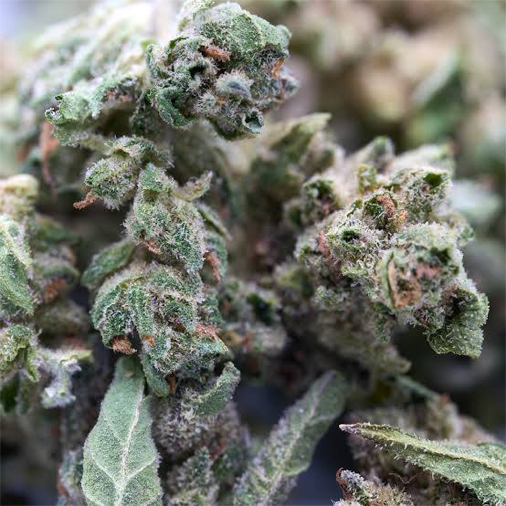 1\8 Hemp Flower (Budget) 3.5g