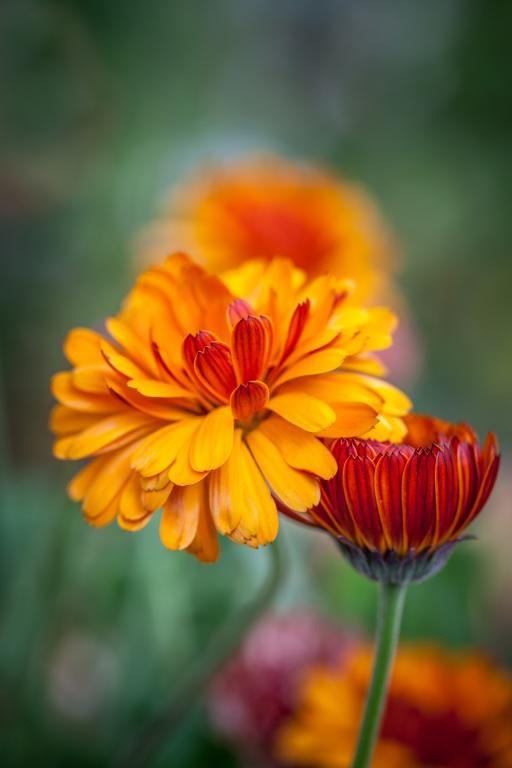 Pot Marigold - Calendula - Indian Prince - 2x Plug Plants - Pollinator Friendly