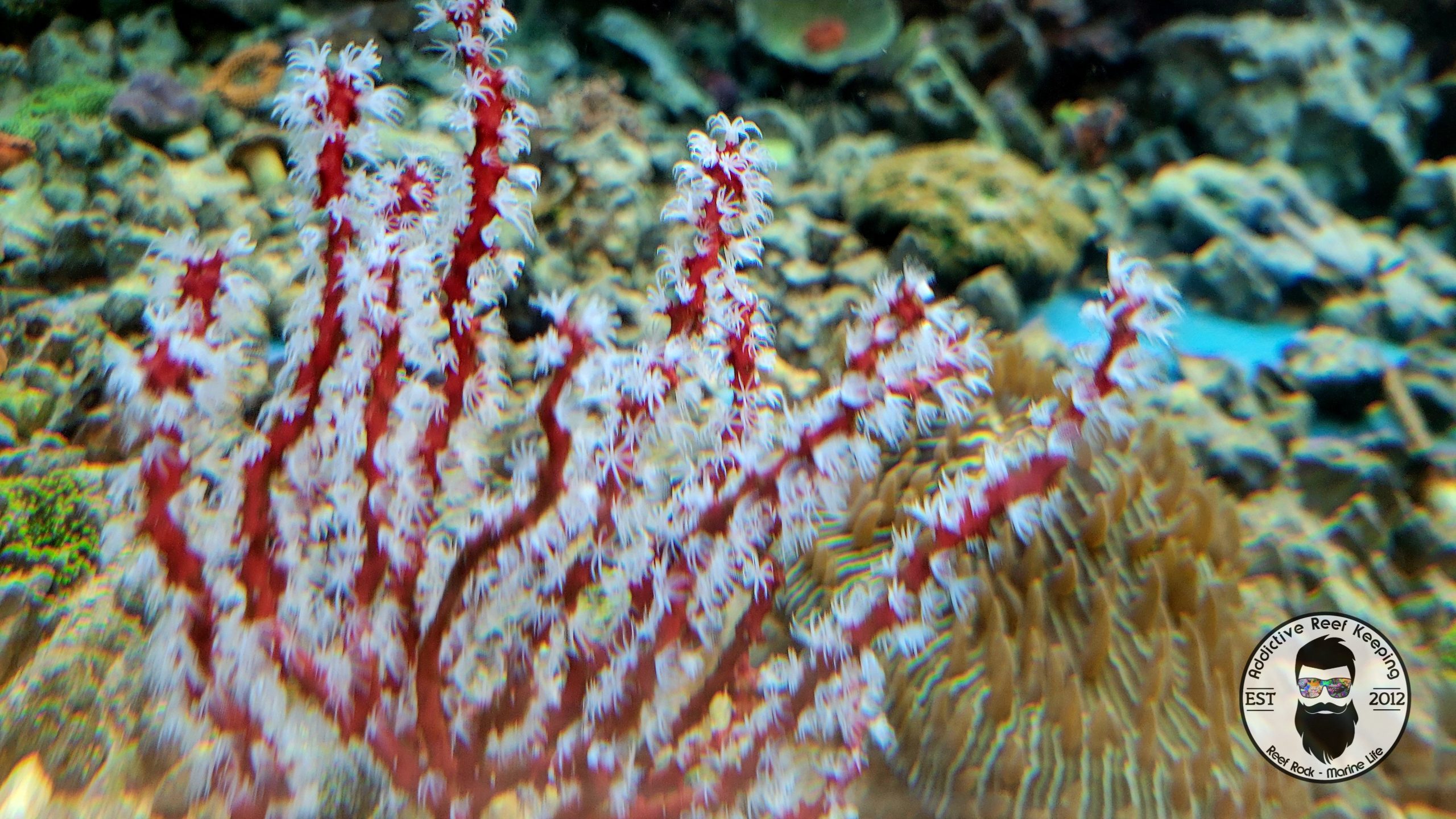 Large Red Finger Gorgonian 6”to 10″ Colorful Sea Rod NPS