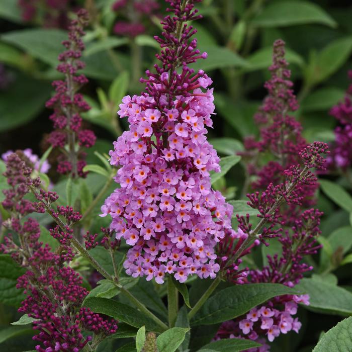 Butterfly Bush Chrysalis Steel Blue 1 Gal