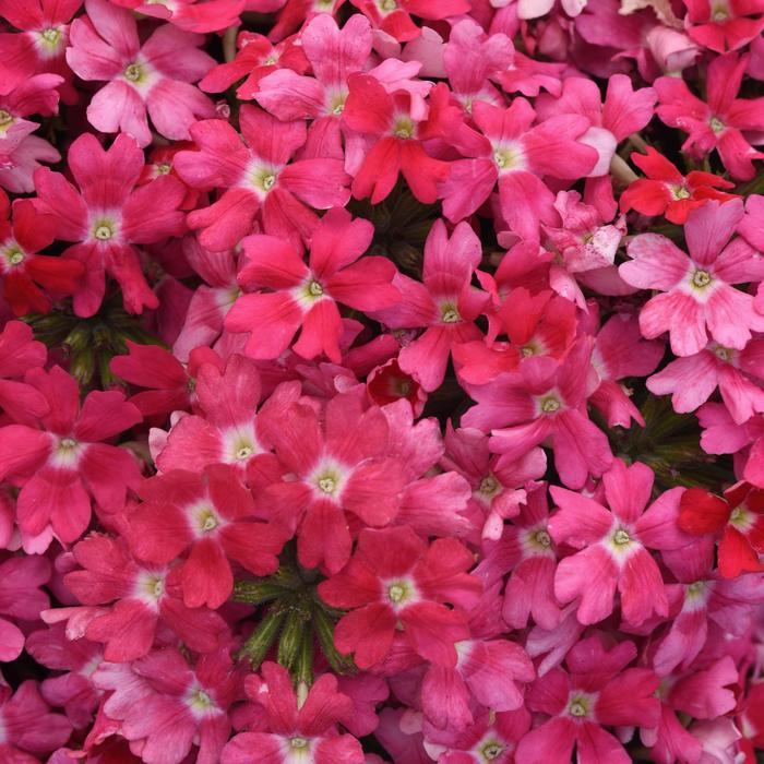 Verbena Beats Purple White Quart