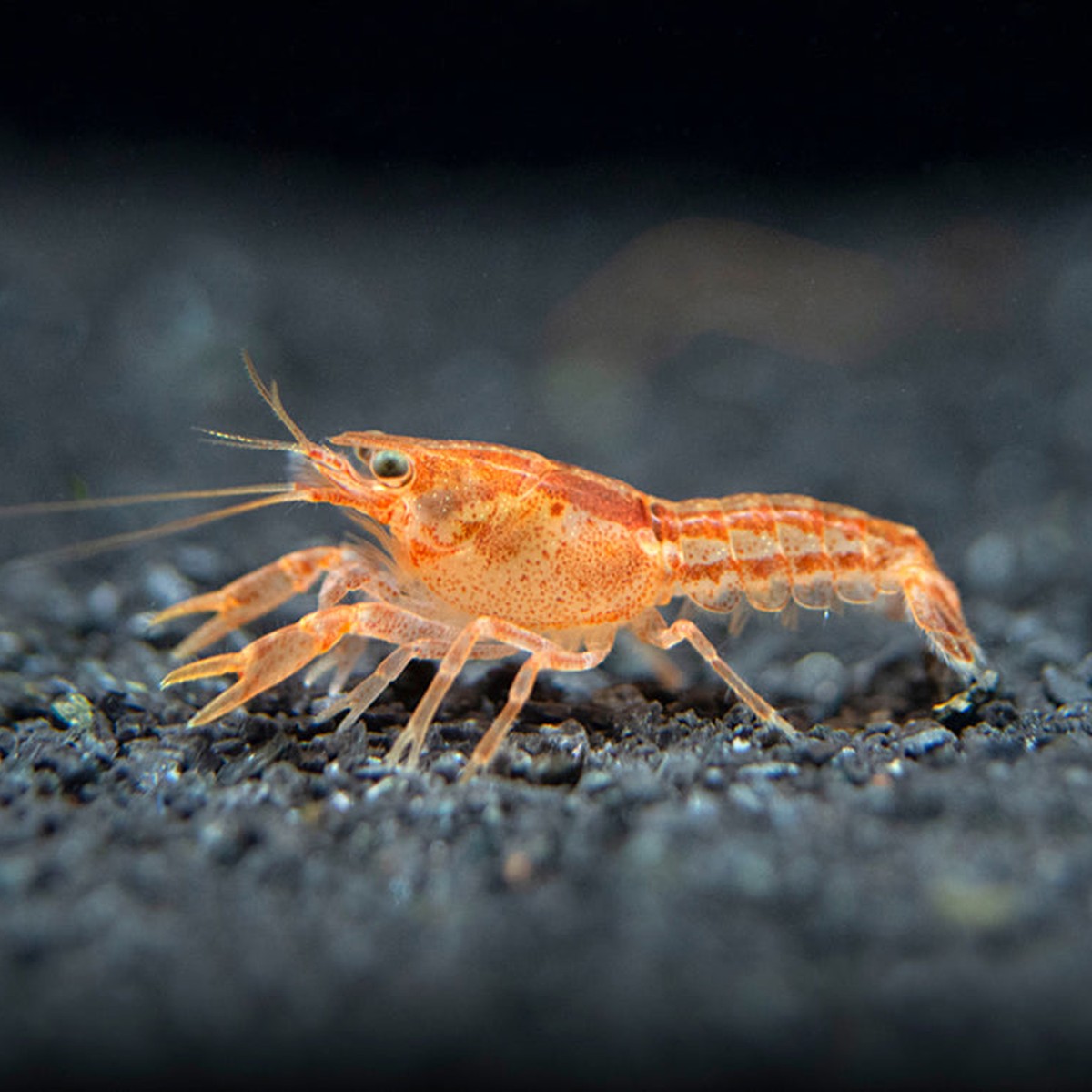Dwarf Mexican Lobster