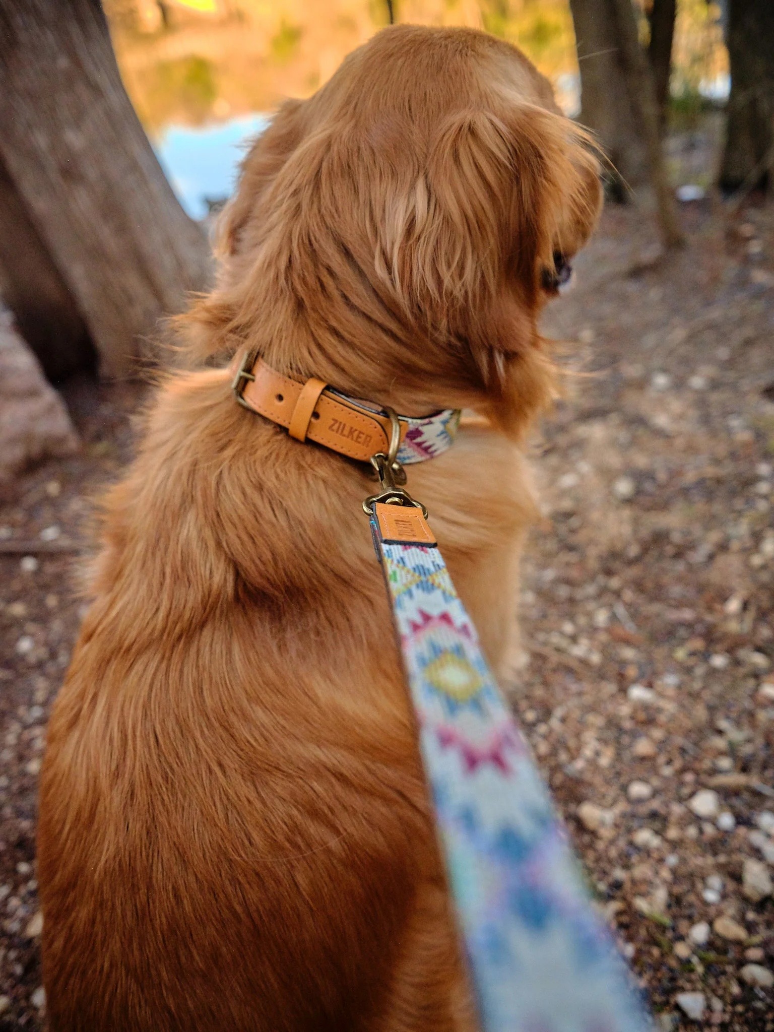Zilker Belts - Drewski Dog Collar