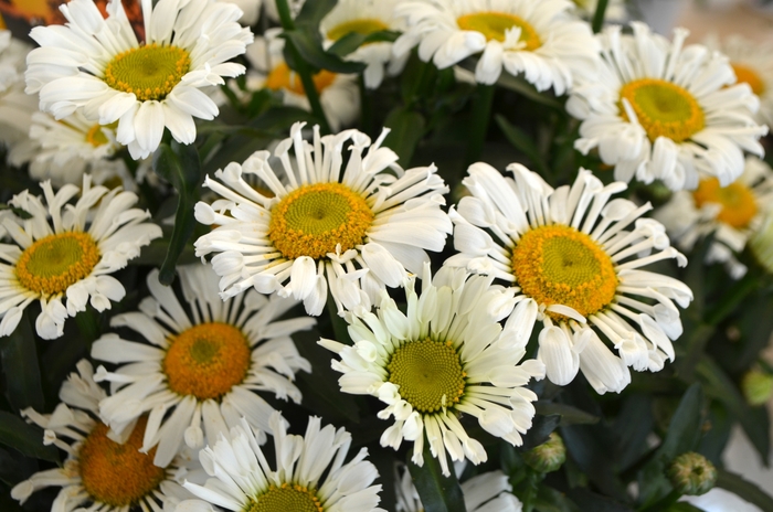 Shasta Daisy Birdy 1 Gal