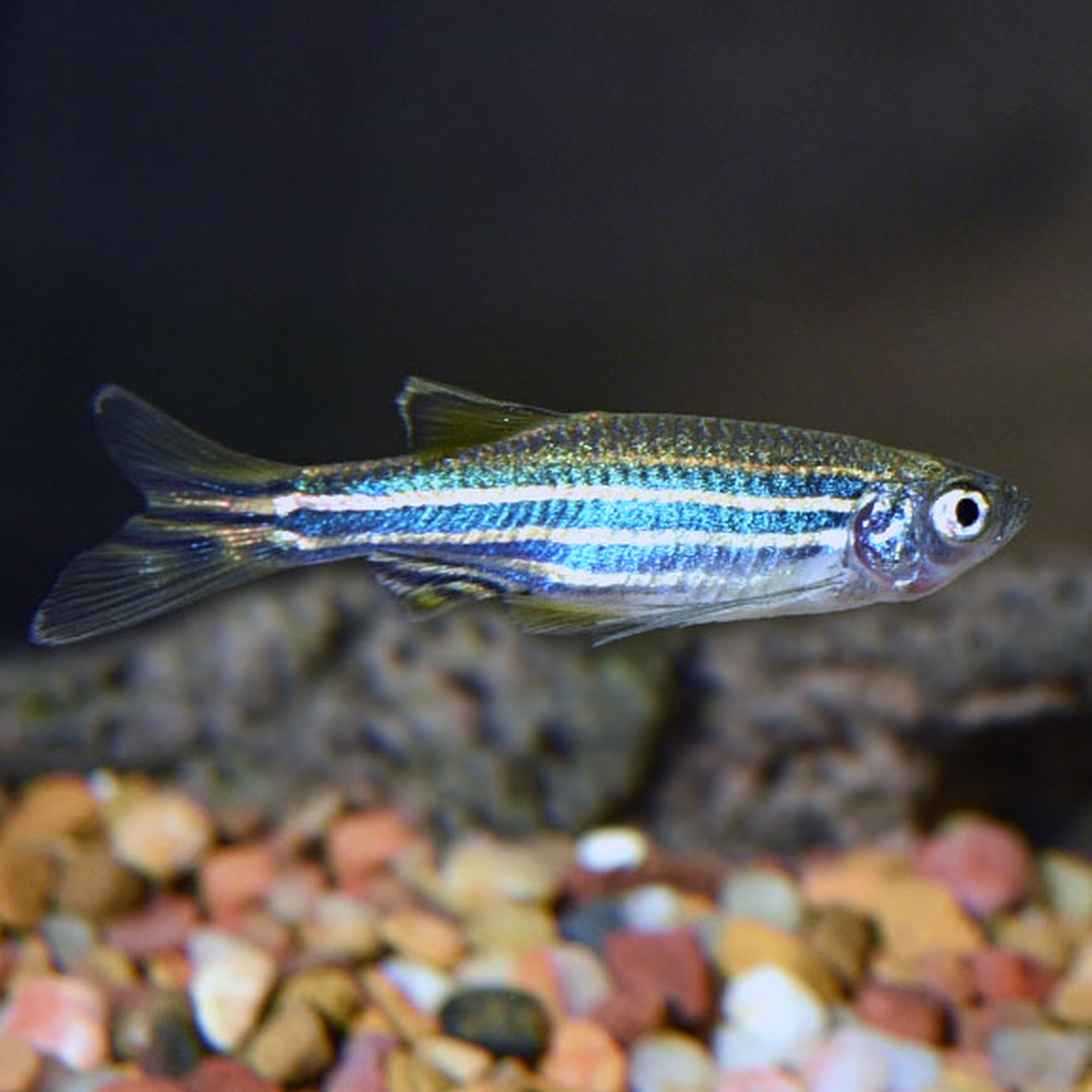 Longfin Zebra Danio