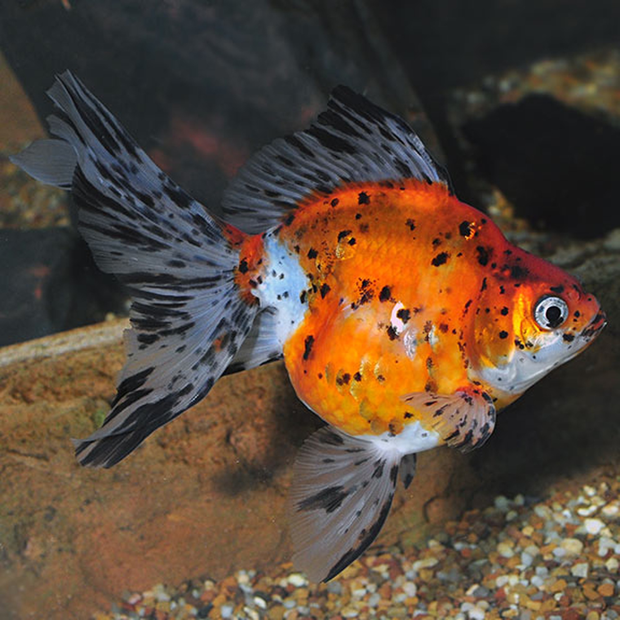 Calico Lionhead Goldfish