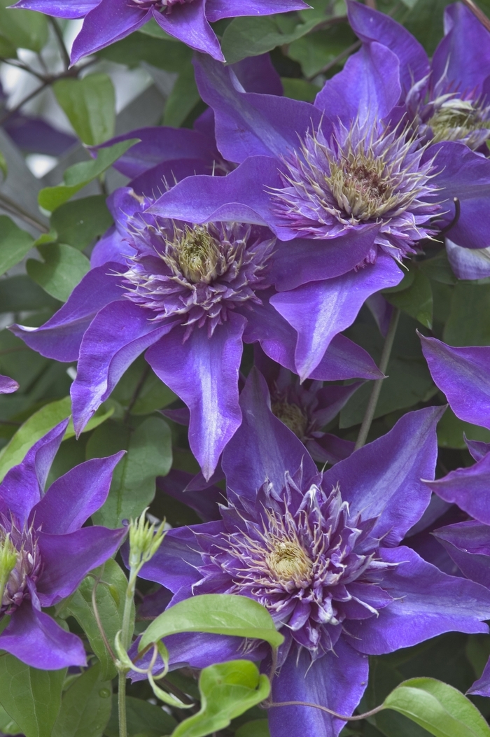 Clematis Henry 2 Gal