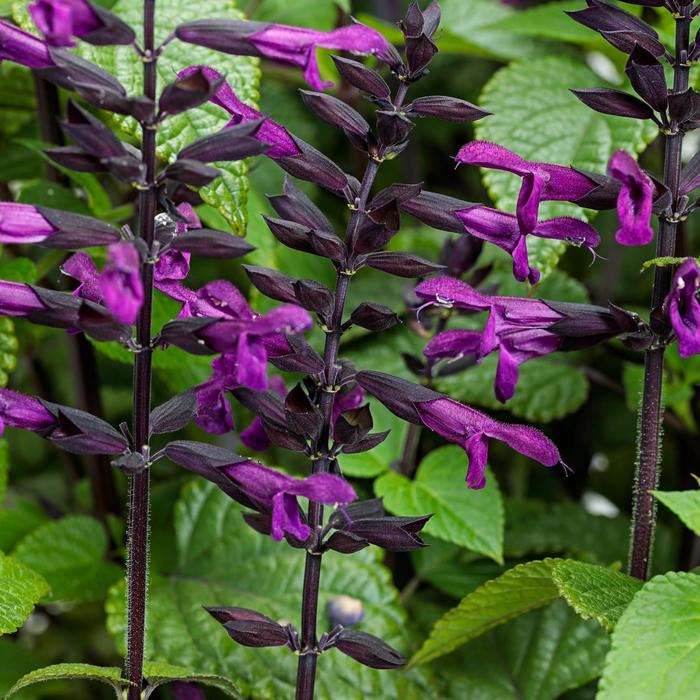 Salvia Lake Como 1 Gal