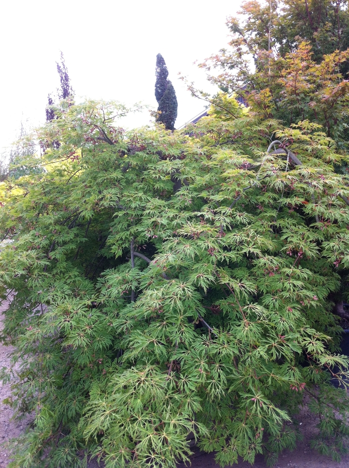 Japanese Maple Asahi Zuru 6 Gal